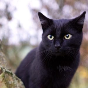 ความเชื่อของแมวดำ 